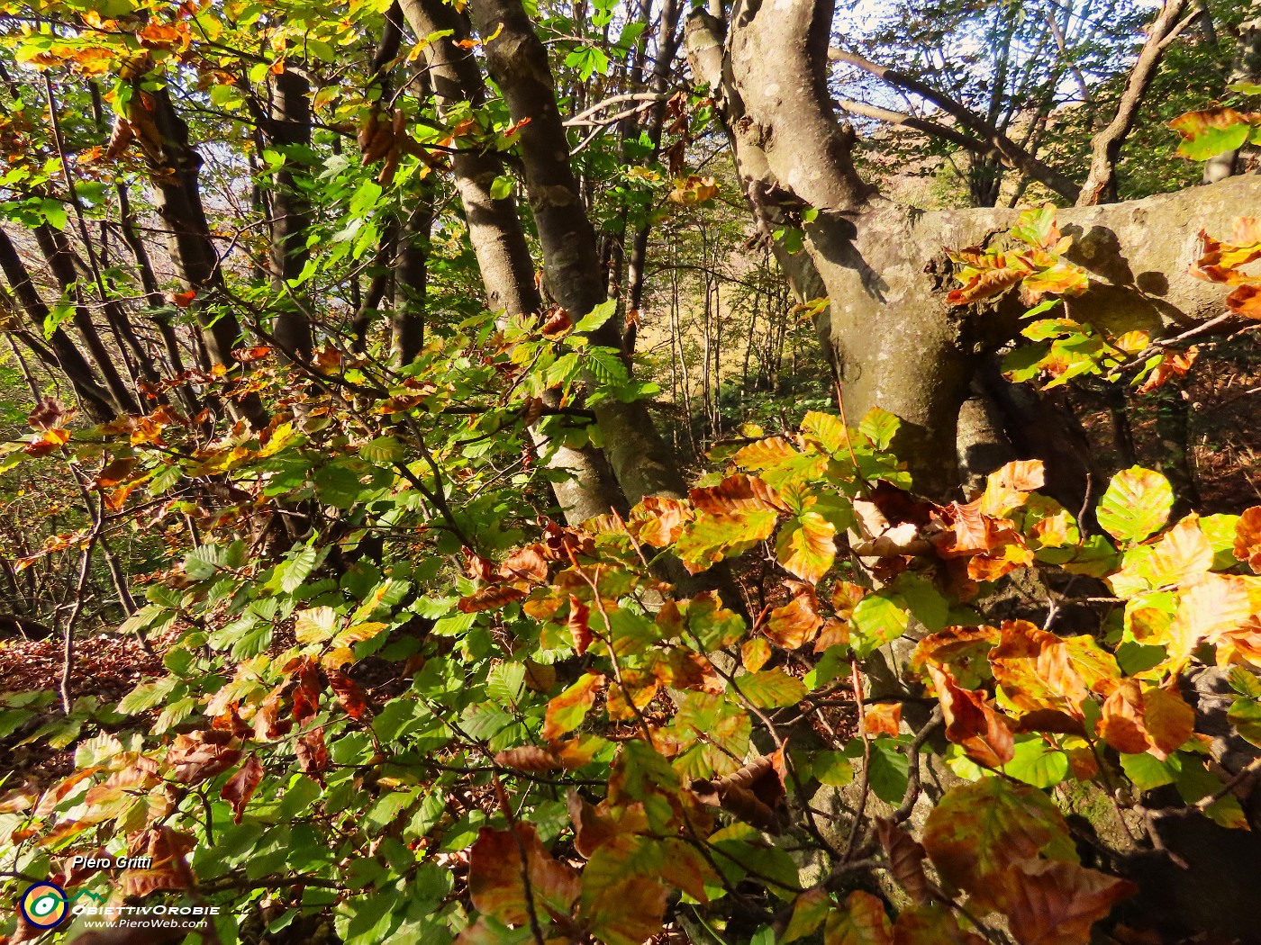 46 Il bosco in veste autunnale.JPG